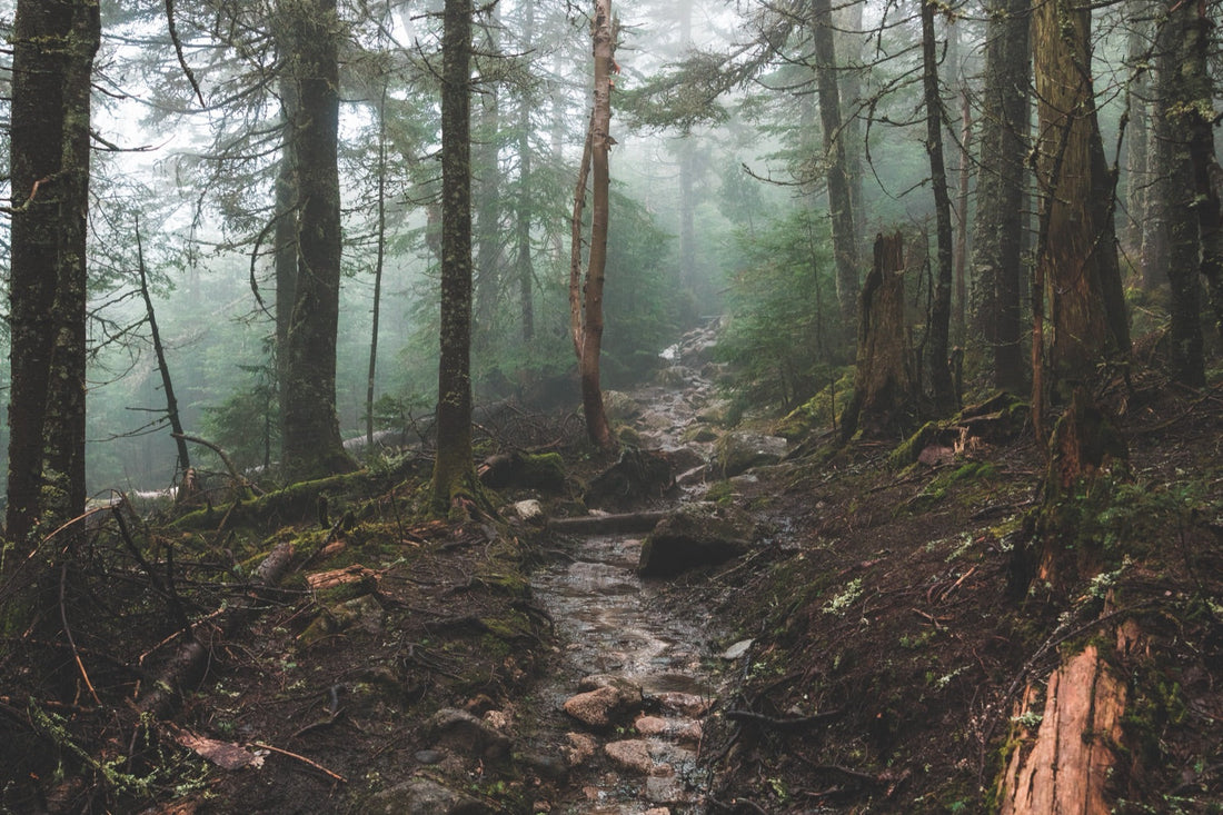 Forest in the fog, path and uneven ground, no person